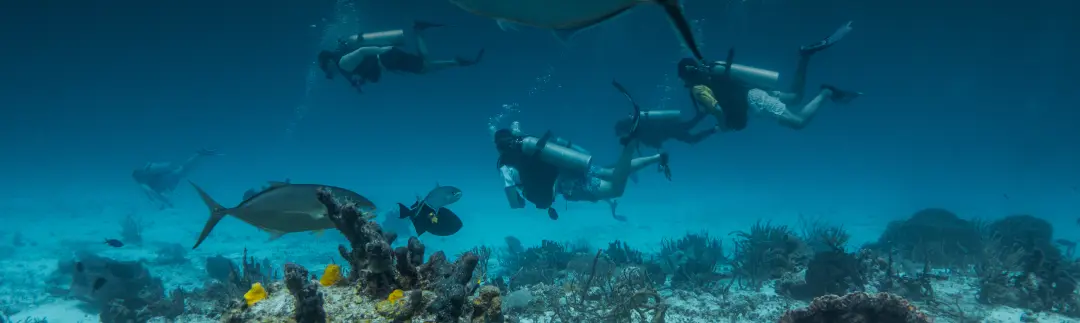 Divers with school of fish